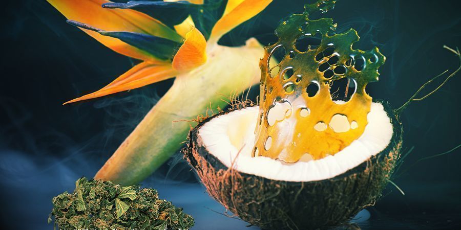 Konopie występują w różnych formach KONOPIE WYSTĘPUJĄ W RÓŻNYCH FORMACH