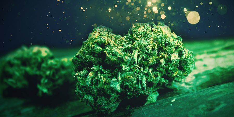 Kwiat konopi KWIAT KONOPI