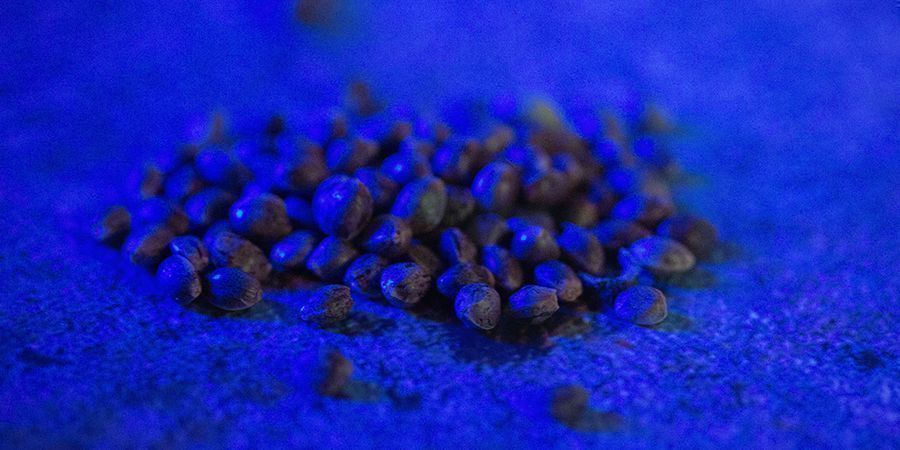 Metody przechowywania nasion marihuany