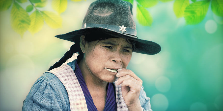 Kanna: podjęzykowo/żucie Kanna: podjęzykowo/żucie