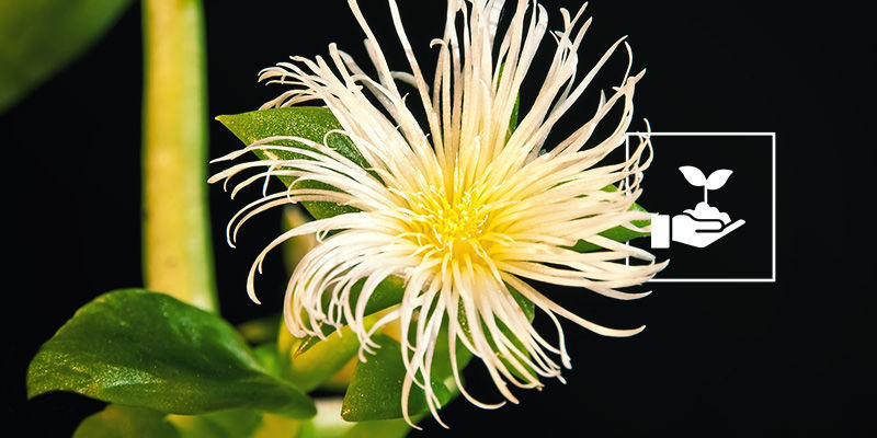 Kanna (Sceletium Tortuosum) Kanna (Sceletium Tortuosum)