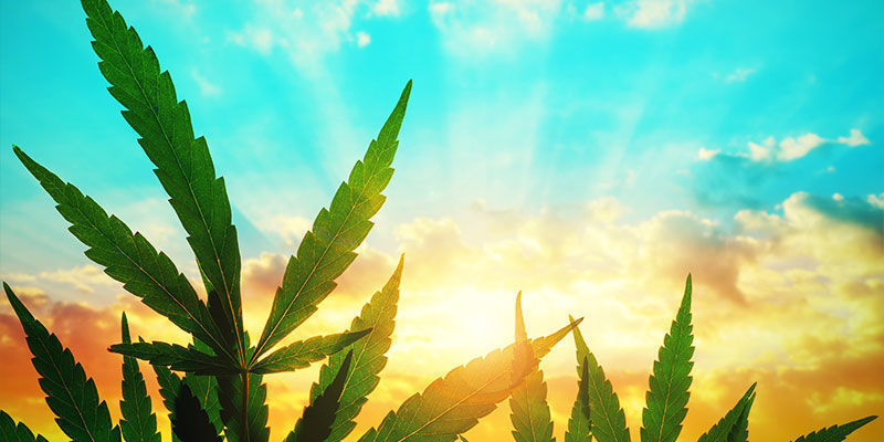 ROZMIESZCZENIE CUKRÓW W KONOPIACH