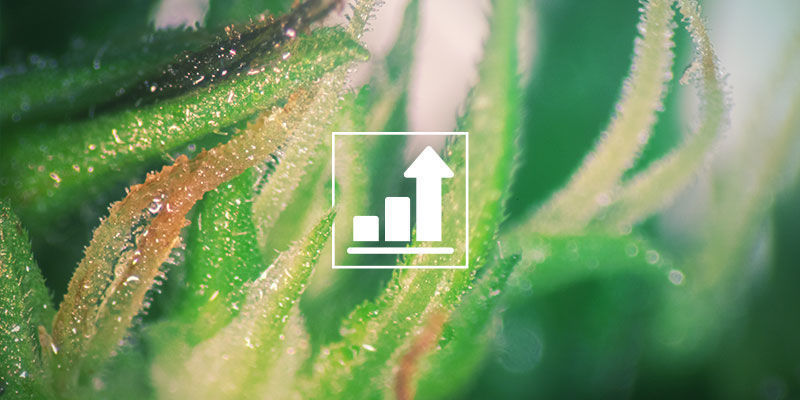 CUKRY BEZPOŚREDNIO WPŁYWAJĄ NA WZROST KONOPI I PRODUKCJĘ TOPÓW