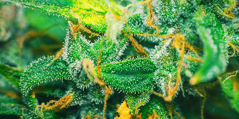 CZYM JEST CUKIER (W KONTEKŚCIE KONOPI)?