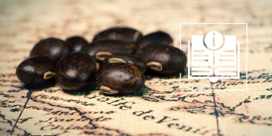 Fasola świerzbiąca: wszystko, co musisz wiedzieć