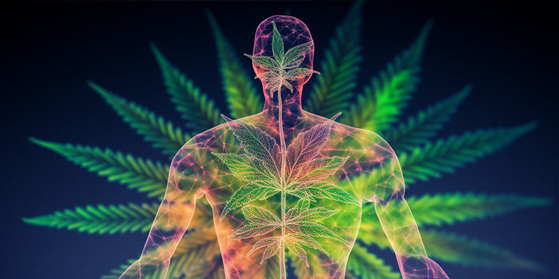 Czego można się spodziewać po przyjmowaniu CBD
