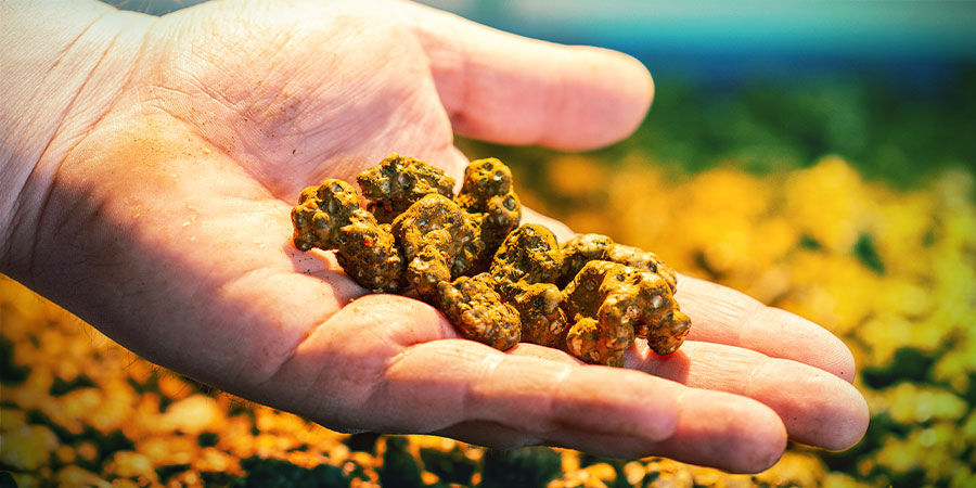 JAK SPOŻYWAĆ MAGICZNE TRUFLE