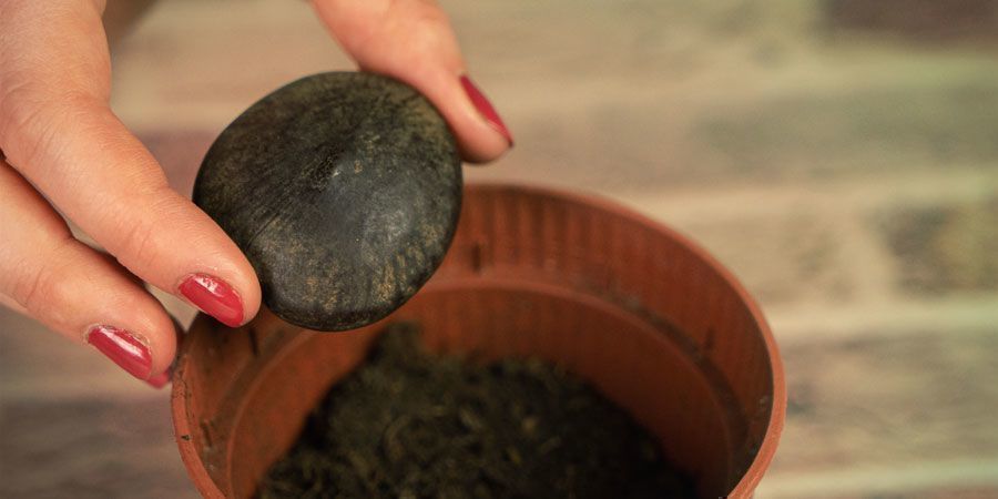 Uprawa African Dream Herb UPRAWA AFRICAN DREAM HERB