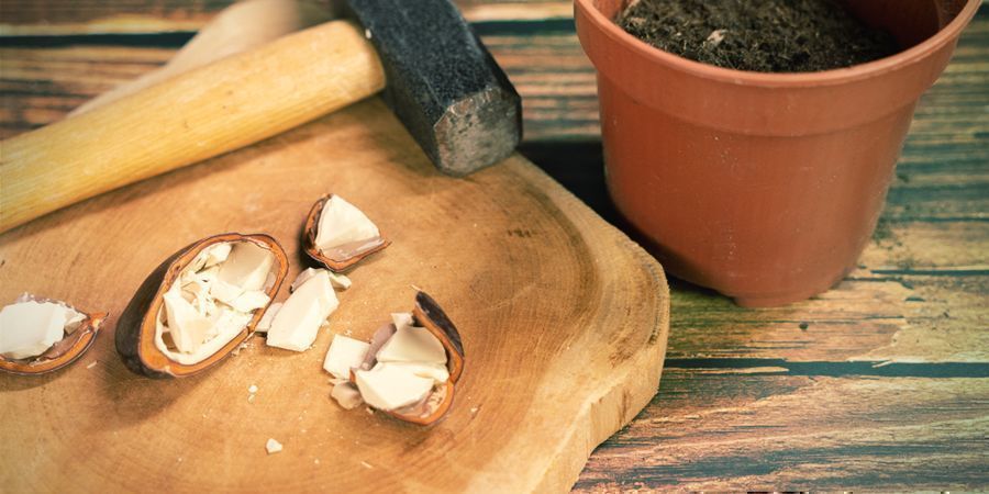 Działanie i sposoby przyjmowania afrykańskich nasion snów DZIAŁANIE I SPOSOBY PRZYJMOWANIA AFRYKAŃSKICH NASION SNÓW