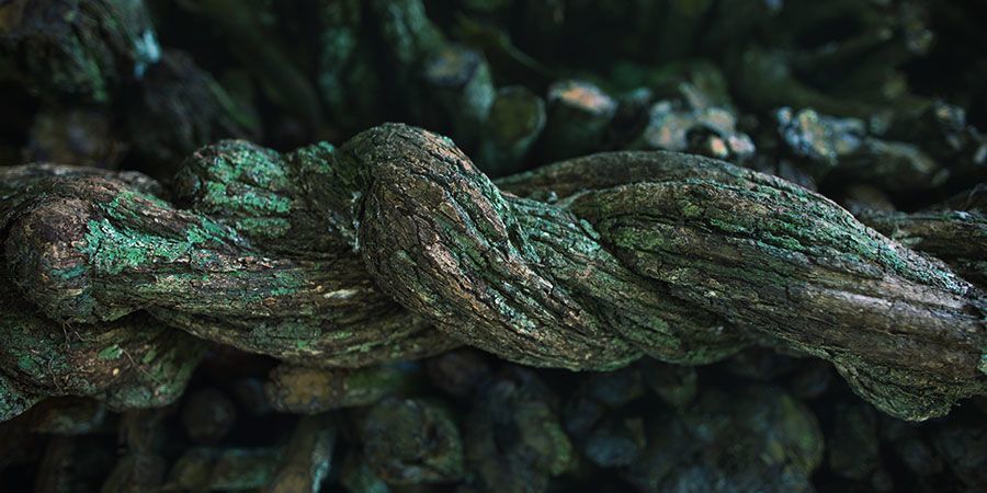 Klasyczne psychodeliki