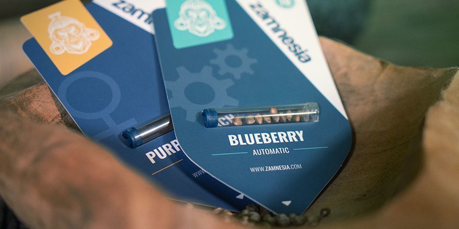 Feminizowane i autokwitnące darmowe nasiona Feminizowane i autokwitnące darmowe nasiona marihuany Zamnesia