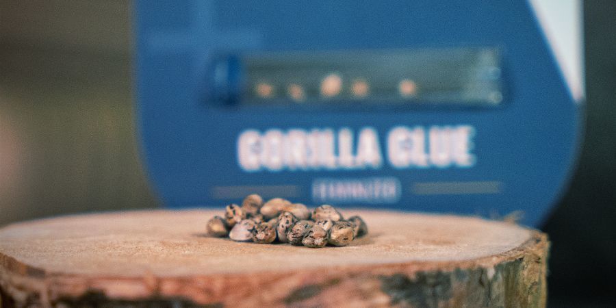 Darmowe nasiona marihuany Free Cannabis Seeds Zamnesia