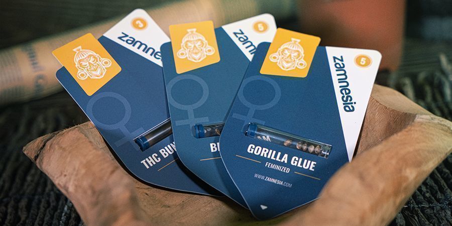 Darmowe nasiona indica, sativa i hybryd Darmowe nasiona marihuany indica, sativa i hybrydy Zamnesia