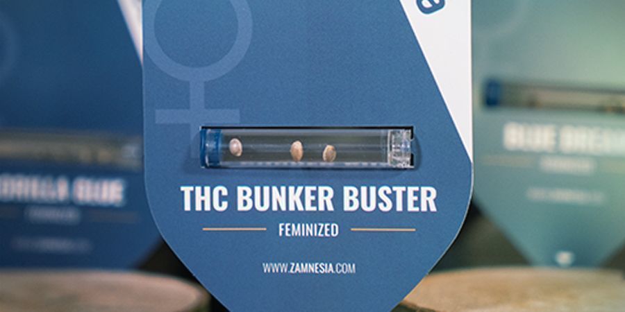 Nowe promocje na nasiona marihuany co miesiąc Nowe promocje na nasiona marihuany co miesiąc Zamnesia