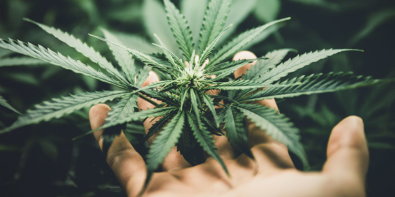 Jak uprawiać konopie w domu Jak uprawiać konopie w domu