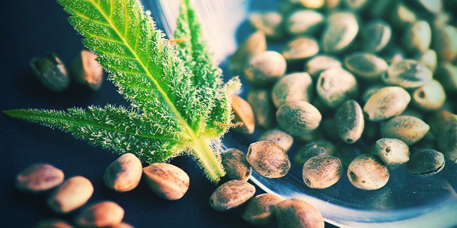 Czym są nasiona konopi włóknistych? Czym są nasiona konopi włóknistych?