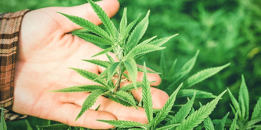 Co jest wyjątkowego w konopiach? Co jest wyjątkowego w konopiach?