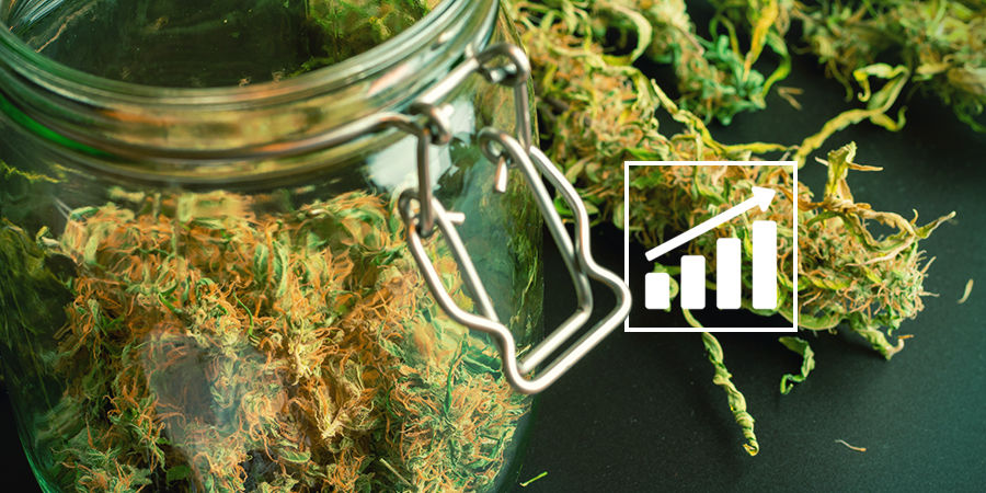 Wyszukiwarka nasion konopi: uwaga na plony