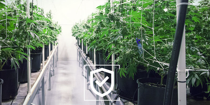 Zadbaj, aby Twoja przestrzeń do uprawy marihuany była jak najbezpieczniejsza Zadbaj, aby Twoja przestrzeń do uprawy marihuany była jak najbezpieczniejsza