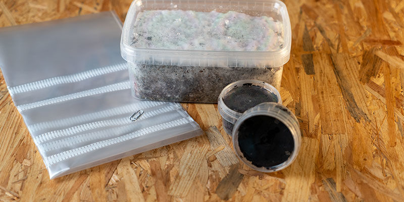 Zawartość growkitów Copelandia Hawaiian