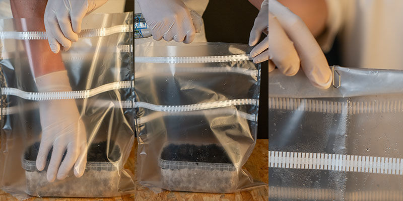 Ustawienie growkitów Copelandia Hawaiian