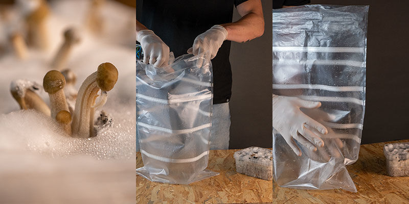 Owocnikowanie growkitów Copelandia Hawaiian