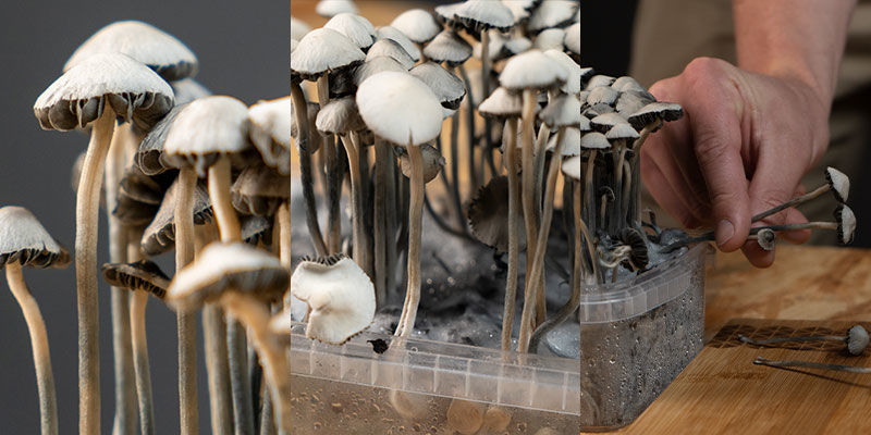 Zbiory growkitów Copelandia Hawaiian