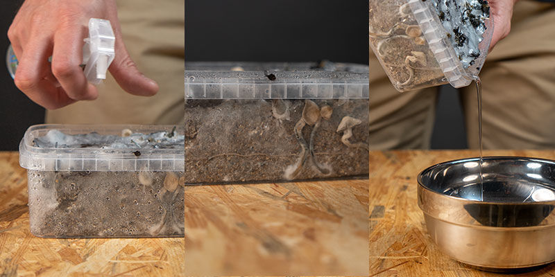 Drugi rzut growkitów Copelandia Hawaiian