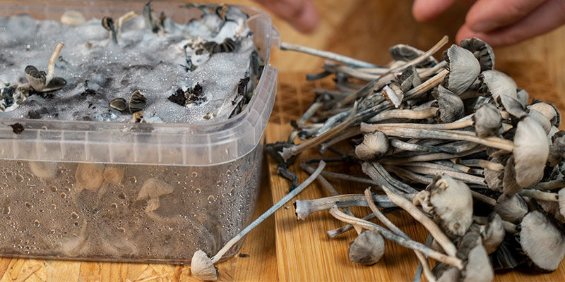 Moc hawajskich grzybków Copelandia