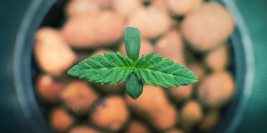 Jak stworzyć system hydroponiczny