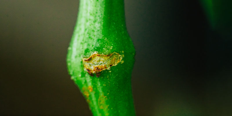 Zaawansowane techniki