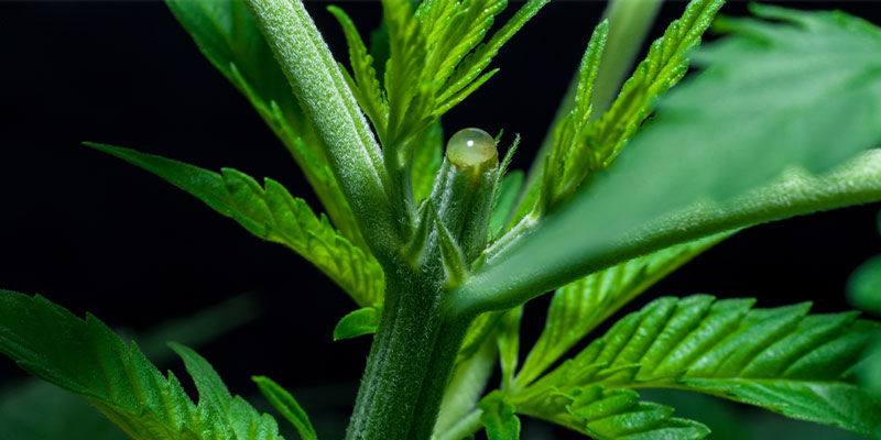 Techniki średniozaawansowane