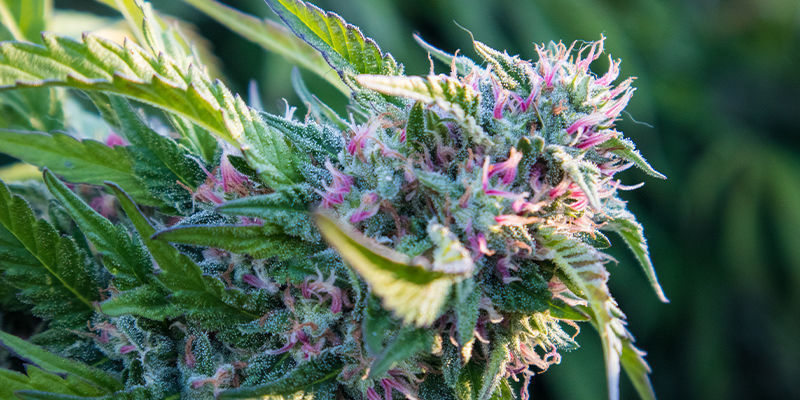 Zalety hybryd F1 z marihuany Zalety hybryd F1 z marihuany