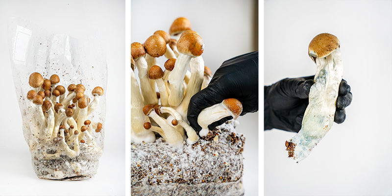 Jak przygotować worek Zamnesia Ready-2-Grow Jak przygotować worek Zamnesia Ready-2-Grow