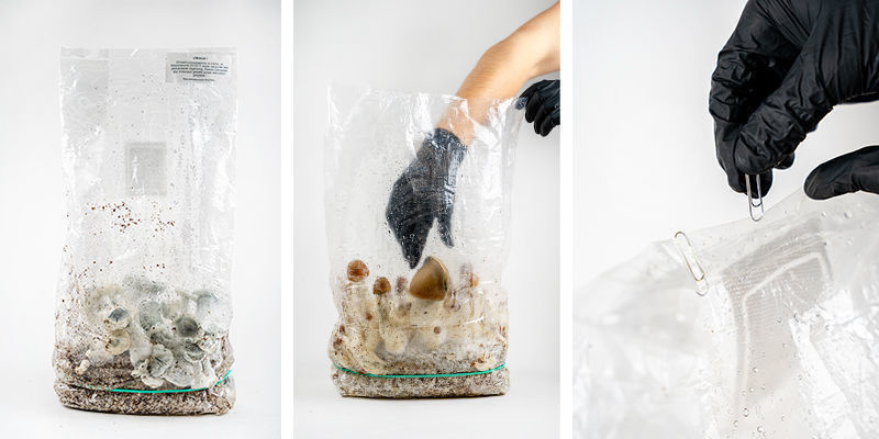 Zbiory z zestawu Zamnesia Ready-2-Grow Bag Zbiory z zestawu Zamnesia Ready-2-Grow Bag