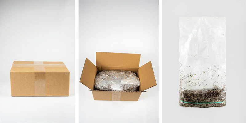 Co zawiera zestaw Zamnesia Ready-2-Grow Bag? Co zawiera zestaw Zamnesia Ready-2-Grow Bag?