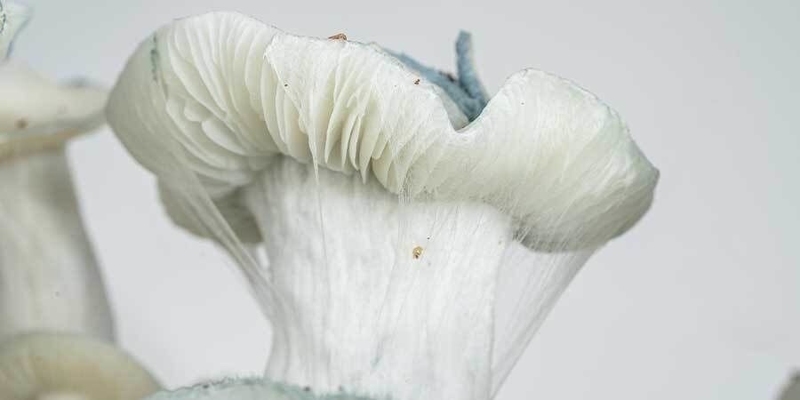 Nagłówek Zamnesia Grow Bag Nagłówek Zamnesia Grow Bag