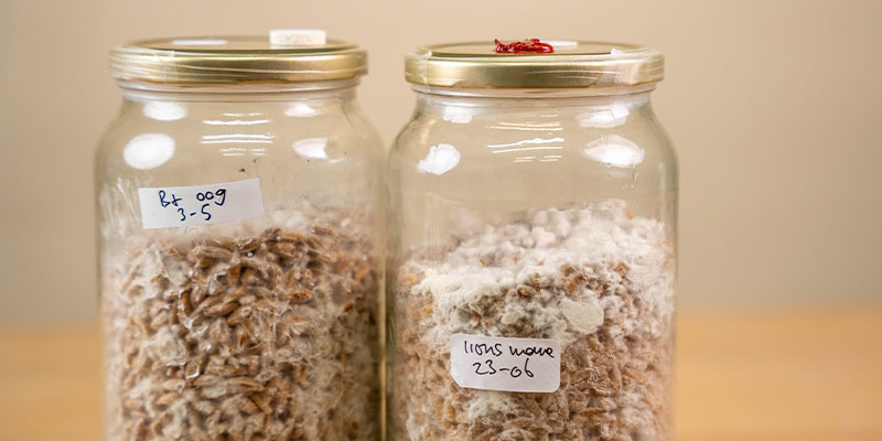 Korzyści z używania płynnej kultury Korzyści z używania płynnej kultury