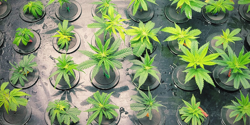 AEROPONIKA DLA HODOWCÓW NOWEJ GENERACJI