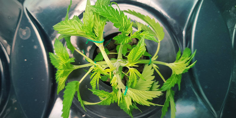 ZALETY I WADY ZAAWANSOWANEJ UPRAWY KONOPI W HYDROPONICE