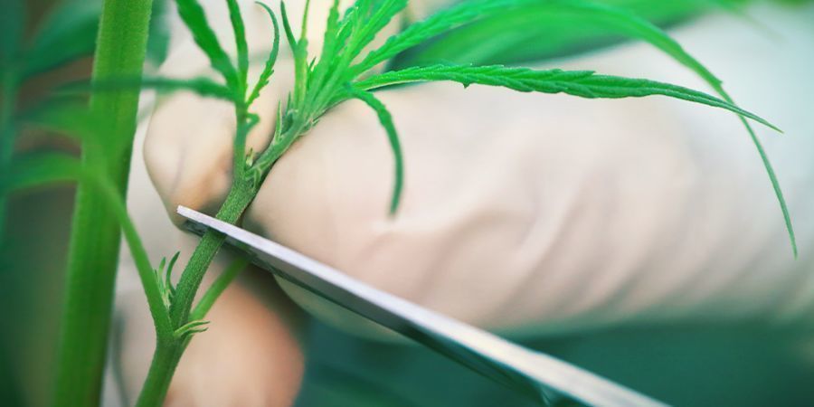 WYBÓR ROŚLINY‑MATKI