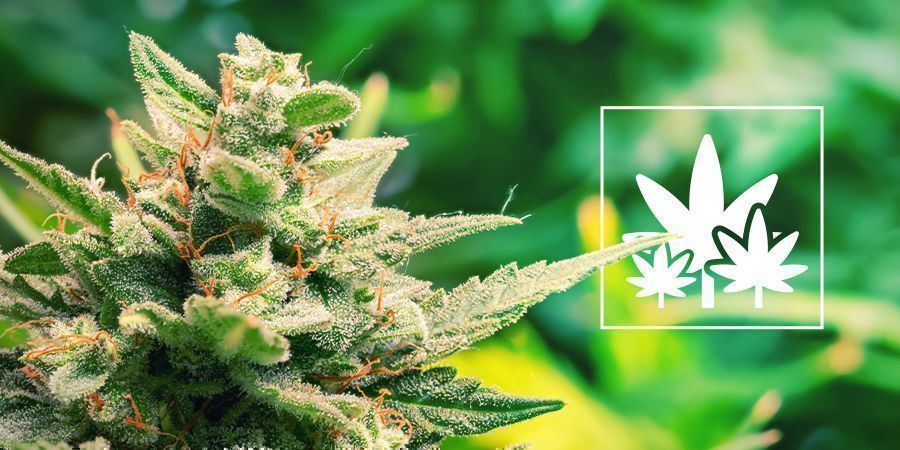 Uprawa obfitych plonów z roślin matecznych