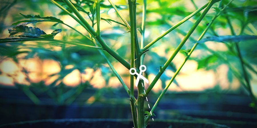 Przycinanie dolnych gałęzi