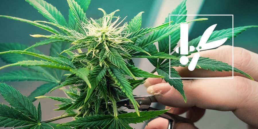 Techniki i porady dotyczące przycinania marihuany