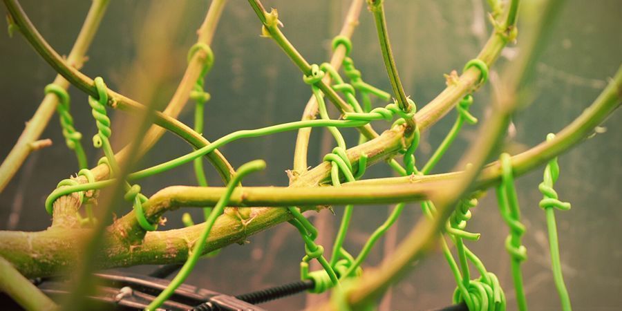 Jak wykonać low stress training