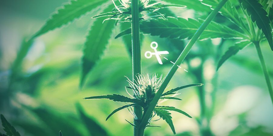 Jak wykonać monster cropping