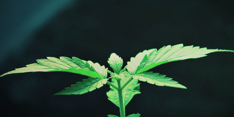 Przypadkowe ponowne przejście w fazę wzrostu