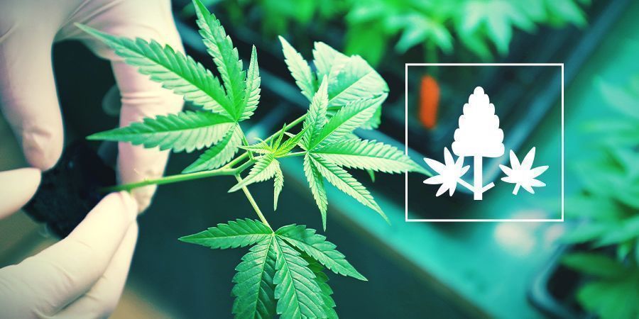 Na czym polega monster cropping – prosty przewodnik