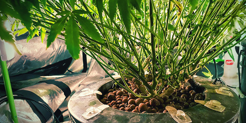 Na czym polega monster cropping?