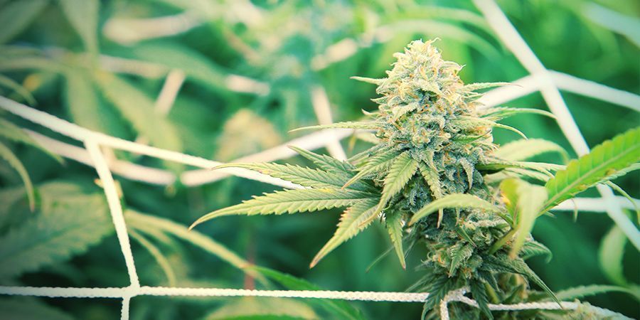 KORZYŚCI Z PRZYCINANIA